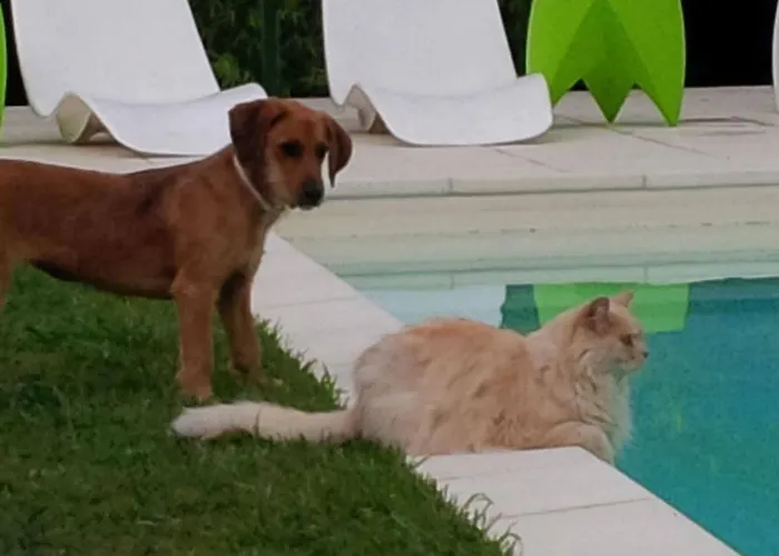 Lägenhet Ranverso *